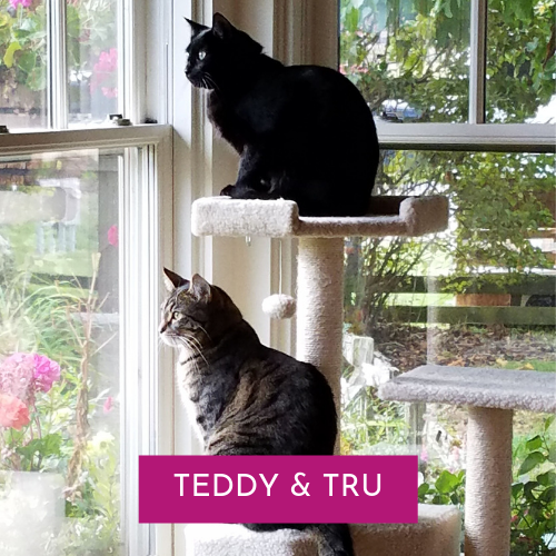 Happy Tale - Teddy and Tru